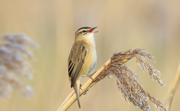 Sedge Warbler